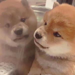 一级毛片黑寡妇
